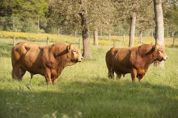 social post by heartbrandbeef