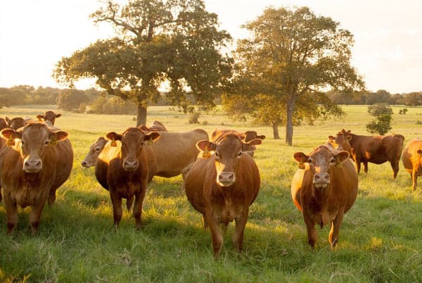 AROUND RANCH COWS